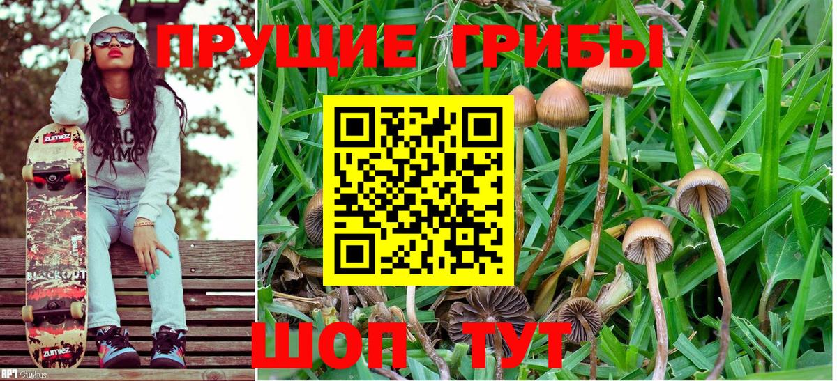 Новочебоксарск  Псилоцибиновые грибы Psilocybine cubensis  Вход с VPN 